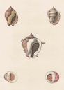 Muscheln. - George Perry. - Conchology. - "Cassidea. Nerites".