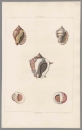 Muscheln. - George Perry. - Conchology. - "Cassidea. Nerites".