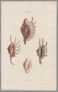 Muscheln. - George Perry. - Conchology. -...
