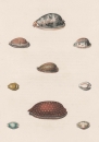 Muscheln. - George Perry. - Conchology. -...