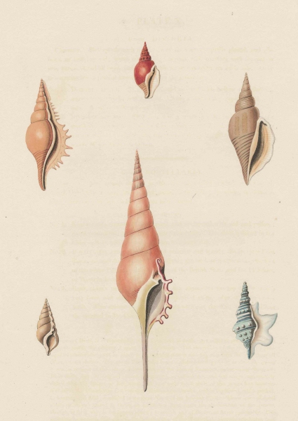 Muscheln. - George Perry. - Conchology. - "Rostellaria".