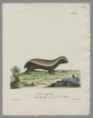 Säugetiere. - Johann Christian von Schreber. - "Viverra capensis.".