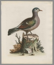 Vögel. - Grünflügeltaube. - George Edwards. - "The Green-Wingd Dove".