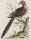 Vögel. - Taube. - George Edwards. - "The Long-Taild Dove".