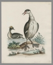 Vögel. - Lappentaucher. - George Edwards. - "The Black and White Dobchick and the Eared Dobchick".