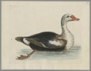 Vögel. - Ente. - George Edwards. - "The Grey-Headed Duck".