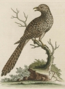 Vögel. - Kuckuck. - George Edwards. - "The brown and spotted Indian Cuckow".