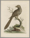 Vögel. - Kuckuck. - George Edwards. - "The brown and spotted Indian Cuckow".