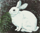 Diez, Christa. - "Weißes Kaninchen".
