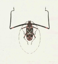 Weiss, Michael  -  "Harlequin Beetle"