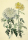 Diez, Christa. - "Weiße und gelbe Chrysantheme".