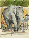 Diez, Christa. - "Asiatischer Elefant im Zoo".