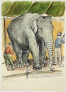 Diez, Christa. - "Asiatischer Elefant im Zoo".