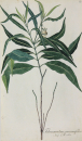 Tabernaemontana persicariifolia. - Pflanzenporträt.-...