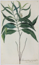 Tabernaemontana persicariifolia. - Pflanzenporträt.- Nikolaus Joseph von Jacpuin. - "Tabernaemontana persicariifolia. Jacq. Coll. vol. 4.".