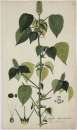 Acalypha alopecuroidea. - Pflanzenporträt. -...