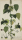 Acalypha alopecuroidea. - Pflanzenporträt. - Nikolaus Joseph von Jacpuin. - "Acalypha alopecuroidea. Jacq. Coll. vol. 3.".