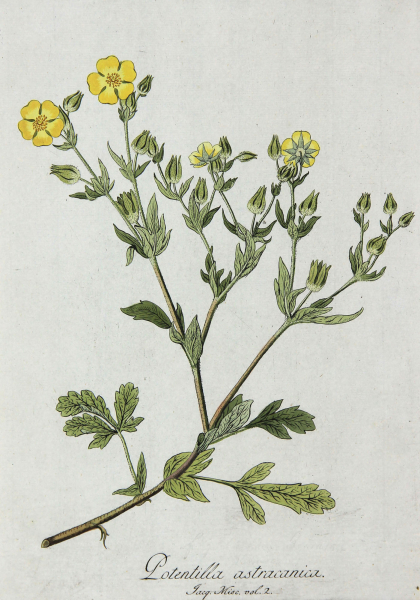 Potentilla astracanica.- Pflanzenporträt. - Nikolaus Joseph von Jacpuin. - "Potentilla astracanica. Jacq. Misc. vol. 2.".