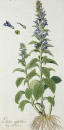 Lobelia siphilitica. - Pflanzenporträt. - Nikolaus Joseph von Jacpuin. - "Lobelia siphilitica. Jacq. Coll. vol. 1.".