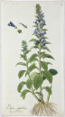 Lobelia siphilitica. - Pflanzenporträt. - Nikolaus Joseph von Jacpuin. - "Lobelia siphilitica. Jacq. Coll. vol. 1.".