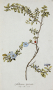 Solanum lycioides. - Pflanzenporträt.- Nikolaus Joseph von Jacpuin. - "Solanum lycioides. Jacq. Misc. vol. 3.".