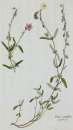 Cistus mutabilis. - Pflanzenporträt.- Nikolaus Joseph von Jacpuin. - "Cistus mutabilis. Jacq. Misc. vol. 2.".