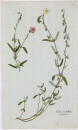 Cistus mutabilis. - Pflanzenporträt.- Nikolaus Joseph von Jacpuin. - "Cistus mutabilis. Jacq. Misc. vol. 2.".