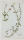 Cistus mutabilis. - Pflanzenporträt.- Nikolaus Joseph von Jacpuin. - "Cistus mutabilis. Jacq. Misc. vol. 2.".
