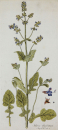 Salvia abyssinica. - Pflanzenporträt.- Nikolaus...