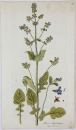 Salvia abyssinica. - Pflanzenporträt.- Nikolaus...