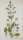 Salvia abyssinica. - Pflanzenporträt.- Nikolaus Joseph von Jacpuin. - "Salvia abyssinica. Jacq. Coll. vol. 1.".