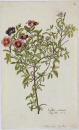 Cistus cretensis. - Pflanzenporträt.- Nikolaus Joseph von Jacpuin. - "Cistus cretensis. Jacq. Misc. vol. 3.".