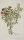 Cistus cretensis. - Pflanzenporträt.- Nikolaus Joseph von Jacpuin. - "Cistus cretensis. Jacq. Misc. vol. 3.".