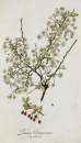 Zwergkirsche. - Pflanzenporträt.- Nikolaus Joseph von Jacpuin. - "Prunus Chamaecerasus. Jacq. Coll. vol. 1.".