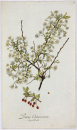 Zwergkirsche. - Pflanzenporträt.- Nikolaus Joseph von Jacpuin. - "Prunus Chamaecerasus. Jacq. Coll. vol. 1.".