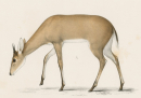 Antilope. - Wildtiere. - "Antilope ocularis".