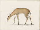 Antilope. - Wildtiere. - "Antilope ocularis".