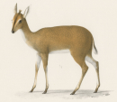 Antilope. - Wildtiere. - "Antilope altifrons".