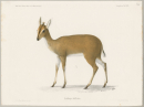 Antilope. - Wildtiere. - "Antilope altifrons".