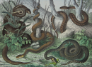 Zoologie - "Schlangen"