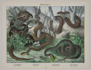 Zoologie - "Schlangen"